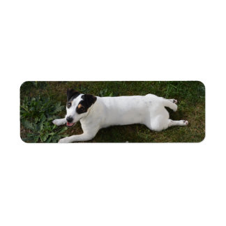 The Adorable, Energetic Jack Russell