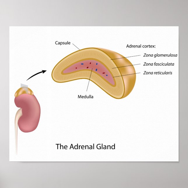 The adrenal gland Poster (Front)