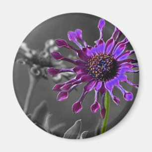 The African Daisy Magnet