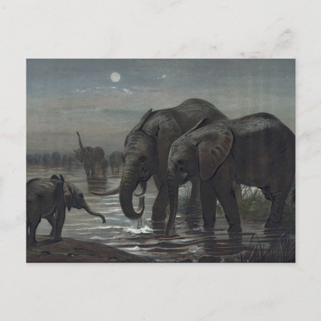 The African Elephant by Joseph Wolf Postcard (Front)