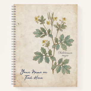 The Alchemist’s Bloom: Chelidonium Majus Botanical Notebook