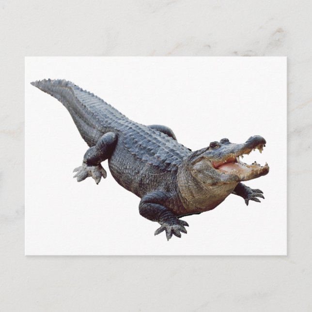 THE AMERICAN ALLIGATOR POSTCARD (Front)
