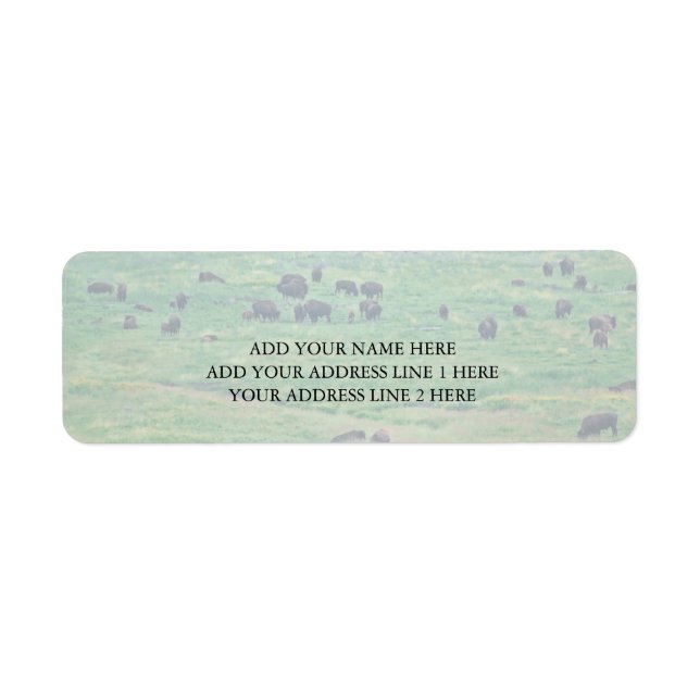 The American Bison (Front)