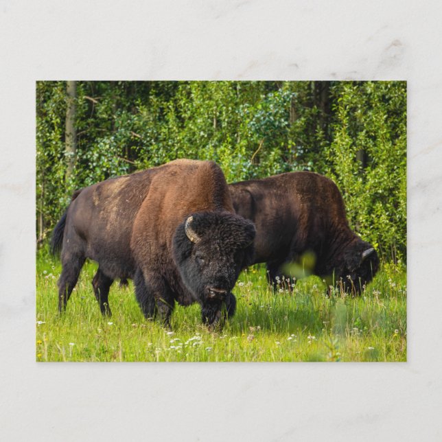The American Bison at Alaska Highway Postcard (Front)