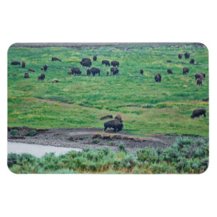 The American Bison Magnet