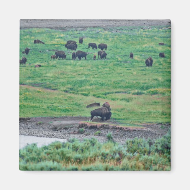 The American Bison Magnet (Front)