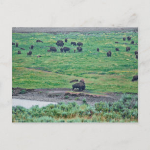 The American Bison Postcard