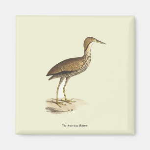 The American Bittern (Botaurus lentiginosus) Bird Magnet