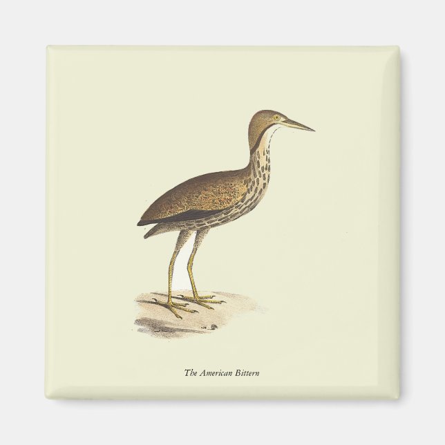 The American Bittern (Botaurus lentiginosus) Bird  Magnet (Front)