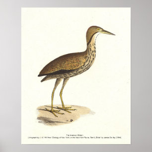 The American Bittern (Botaurus lentiginosus) Bird  Poster