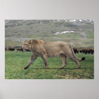 The American lion (Panthera atrox) poster