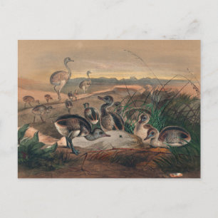 The American Rhea by Joseph Wolf Postcard