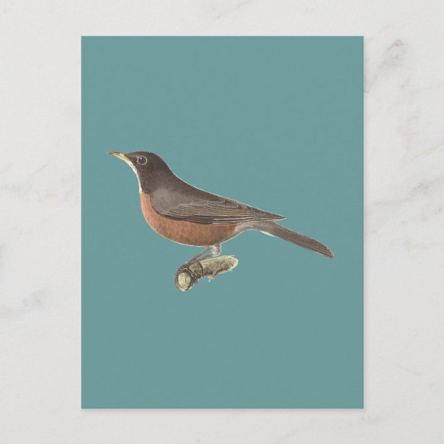 The American Robin (Turdus migratorius) NY Birds Postcard (Front)