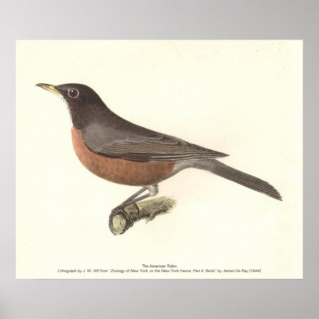 The American Robin (Turdus migratorius) NY Birds Poster (Front)