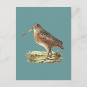 The American Woodcock (Rusticola minor) NY Bird Postcard