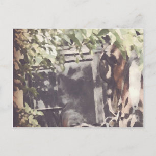 The Amish Horse Postcard