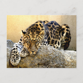 The Amur Leopard Postcard