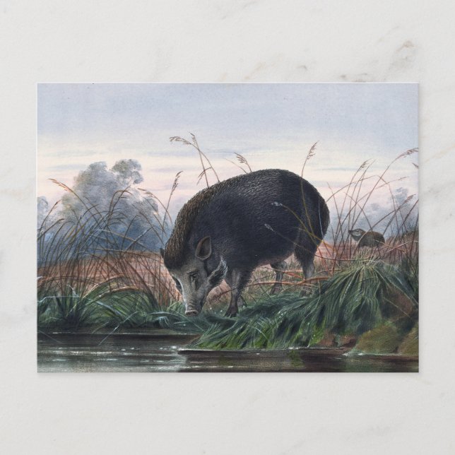 The Andaman Pig by Joseph Wolf Postcard (Front)