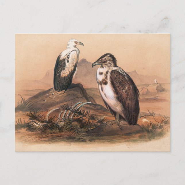 The Angolan Vulture by Joseph Wolf Postcard (Front)