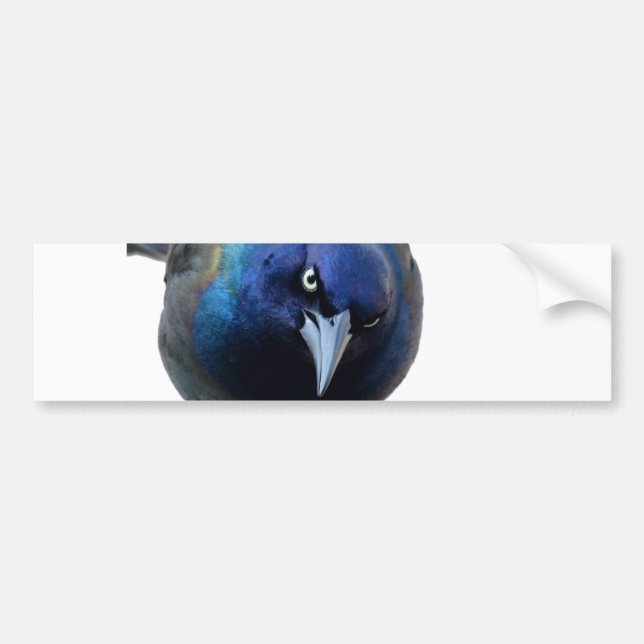 The Angry Grackle Bumper Sticker (Front)