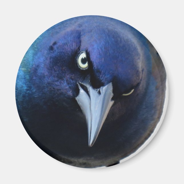 The Angry Grackle Magnet (Front)