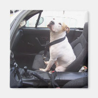 The Anti Michael Vick