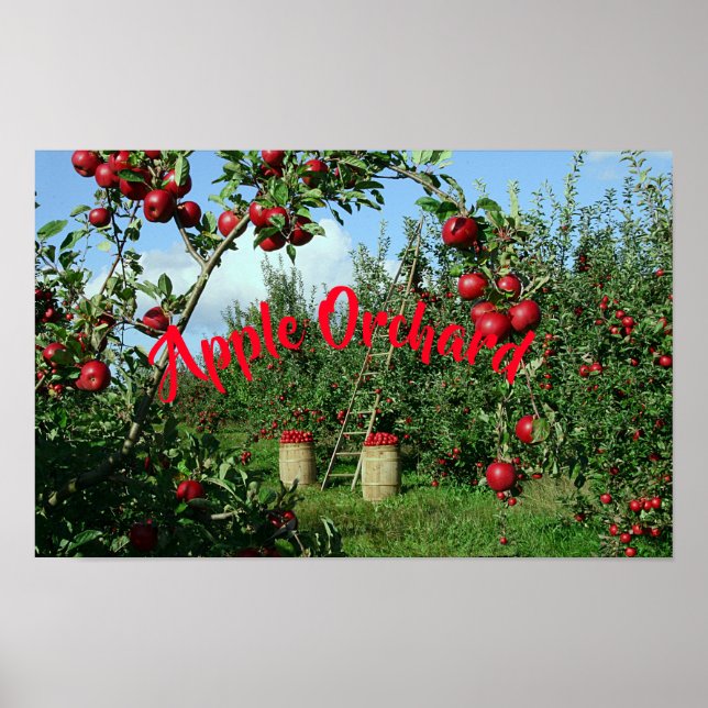 The Apple Orchard Poster (Front)