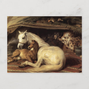 The Arab Tent Edwin Landseer Postcard