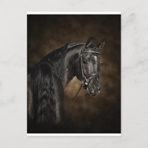 The Arabian Postcard