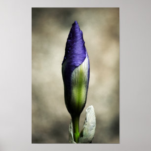 The Arriving Beauty Print