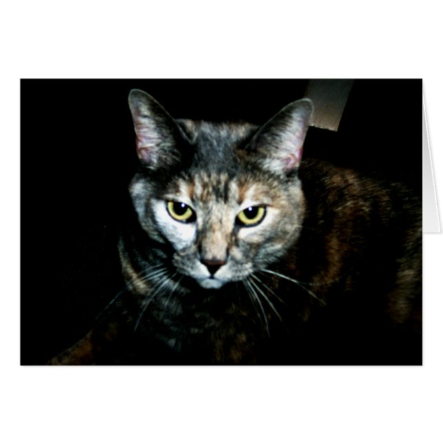 The Art Of Cat (Front Horizontal)