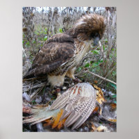The art of Falconry: Red Tailed Hawk on Pheasant 2