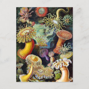 the Art of Nature by Ernst Haeckel Postcard