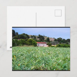 The Artichoke Field Postcard