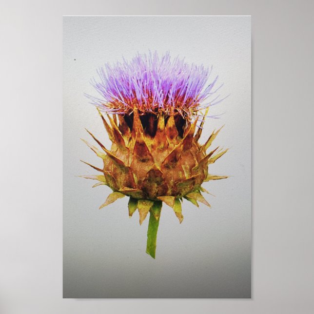 The artichoke thistle poster (Front)