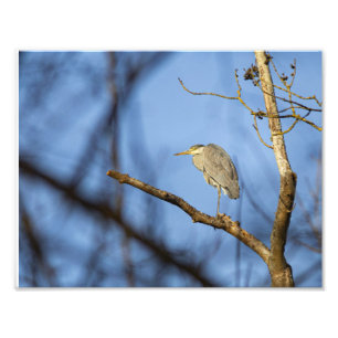 The ash heron in winter photo print