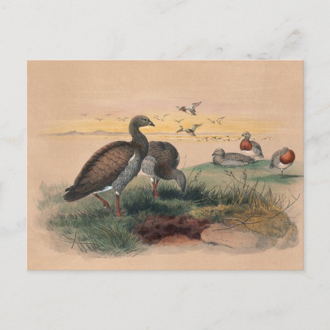 The Ashy-Headed Goose by Joseph Wolf Postcard (Front)