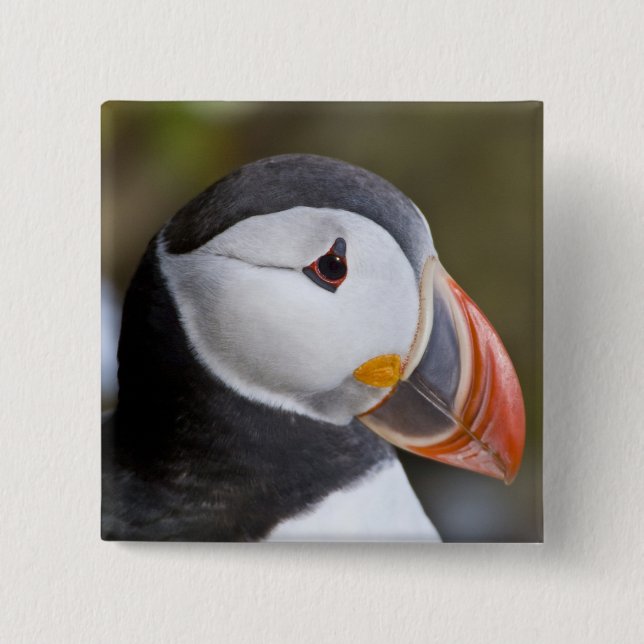 The Atlantic Puffin, a pelagic seabird 15 Cm Square Badge (Front)