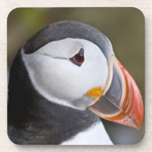 The Atlantic Puffin, a pelagic seabird Coaster