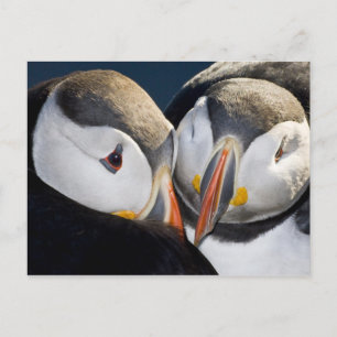The Atlantic Puffin, a pelagic seabird Postcard