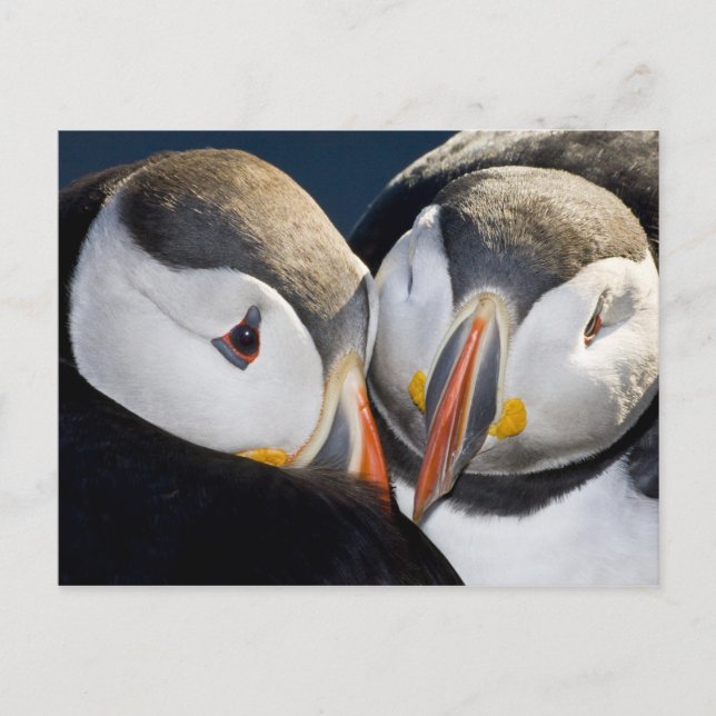 The Atlantic Puffin, a pelagic seabird Postcard (Front)
