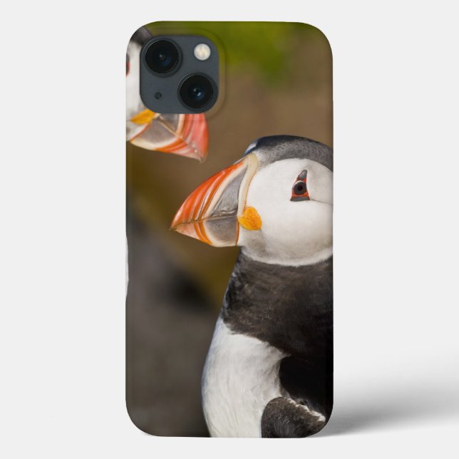 The Atlantic Puffin, a pelagic seabird, shown Case-Mate iPhone Case (Back)