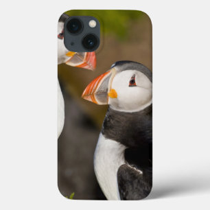 The Atlantic Puffin, a pelagic seabird, shown iPhone 13 Case