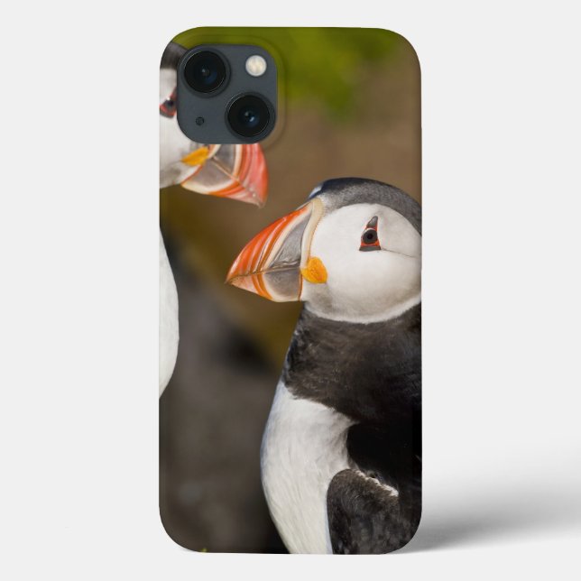 The Atlantic Puffin, a pelagic seabird, shown Case-Mate iPhone Case (Back)