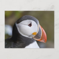 The Atlantic Puffin, a pelagic seabird, shown
