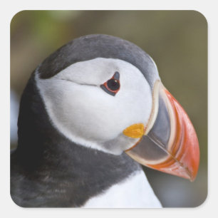The Atlantic Puffin, a pelagic seabird Square Sticker