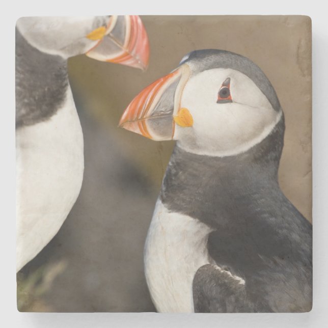 The Atlantic Puffin Stone Coaster (Front)