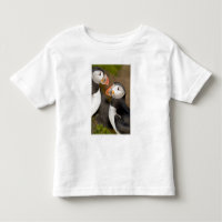 The Atlantic Puffin
