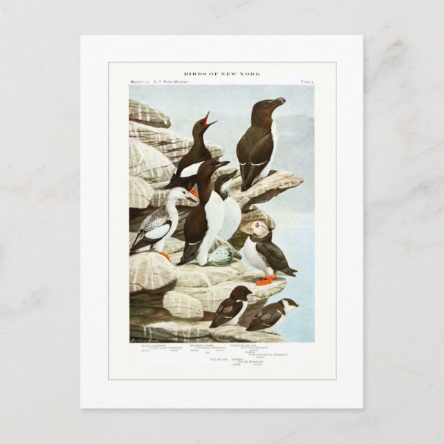 The Auks Postcard (Front)