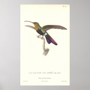 The Aurulent Hummingbird by Rene Primevere Lesson Poster